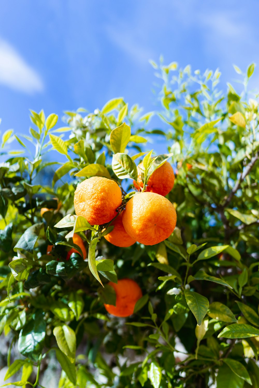 a group of oranges hanging from a tree