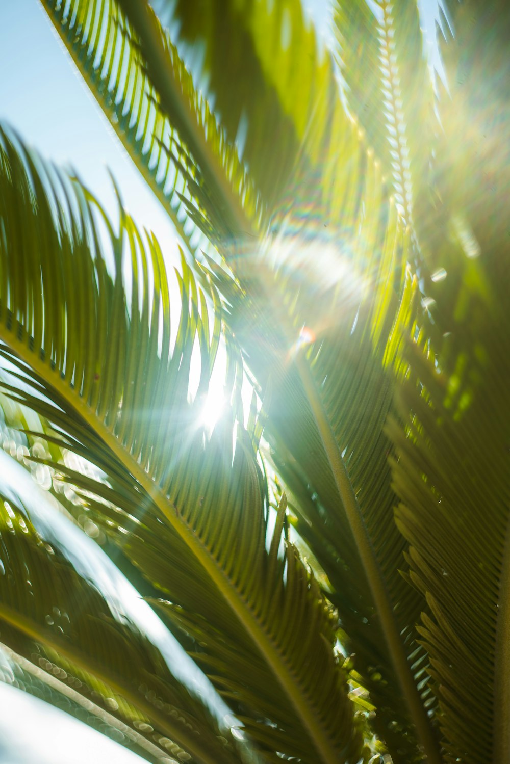 the sun is shining through the leaves of a palm tree