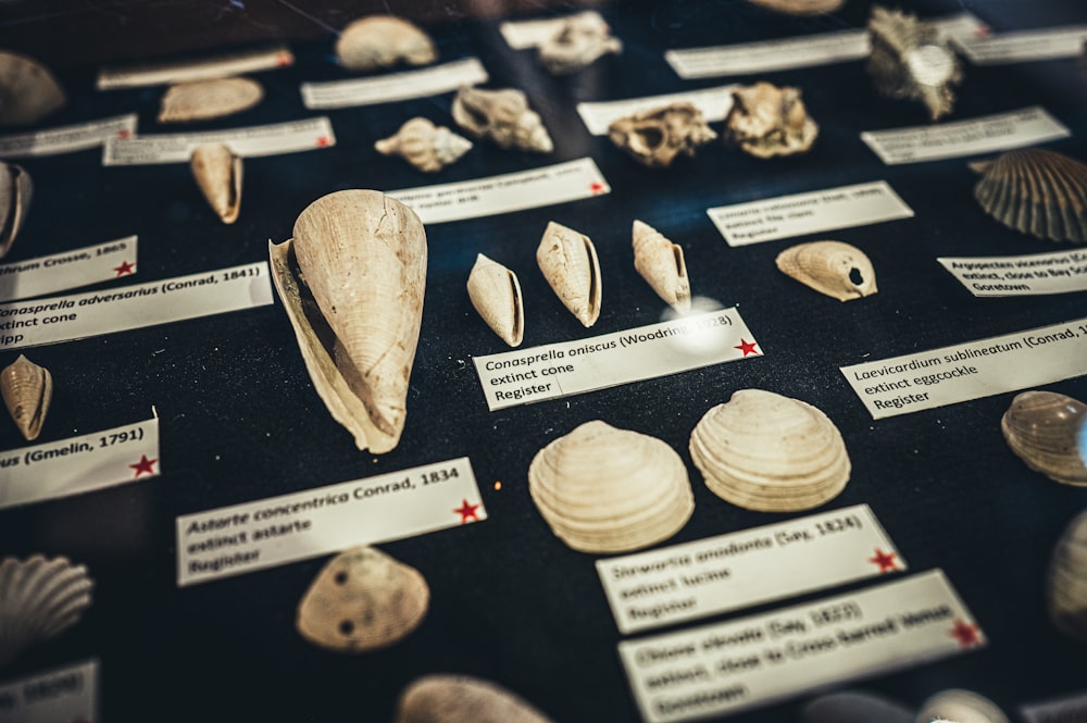 a display case filled with shells and other items