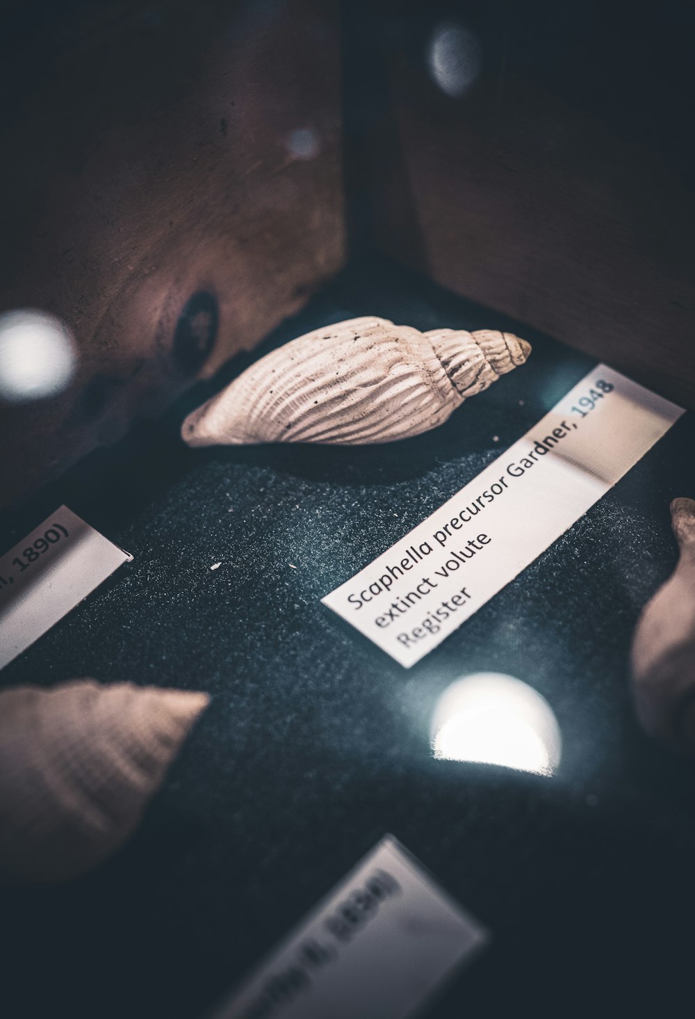 a display of sea shells on a table