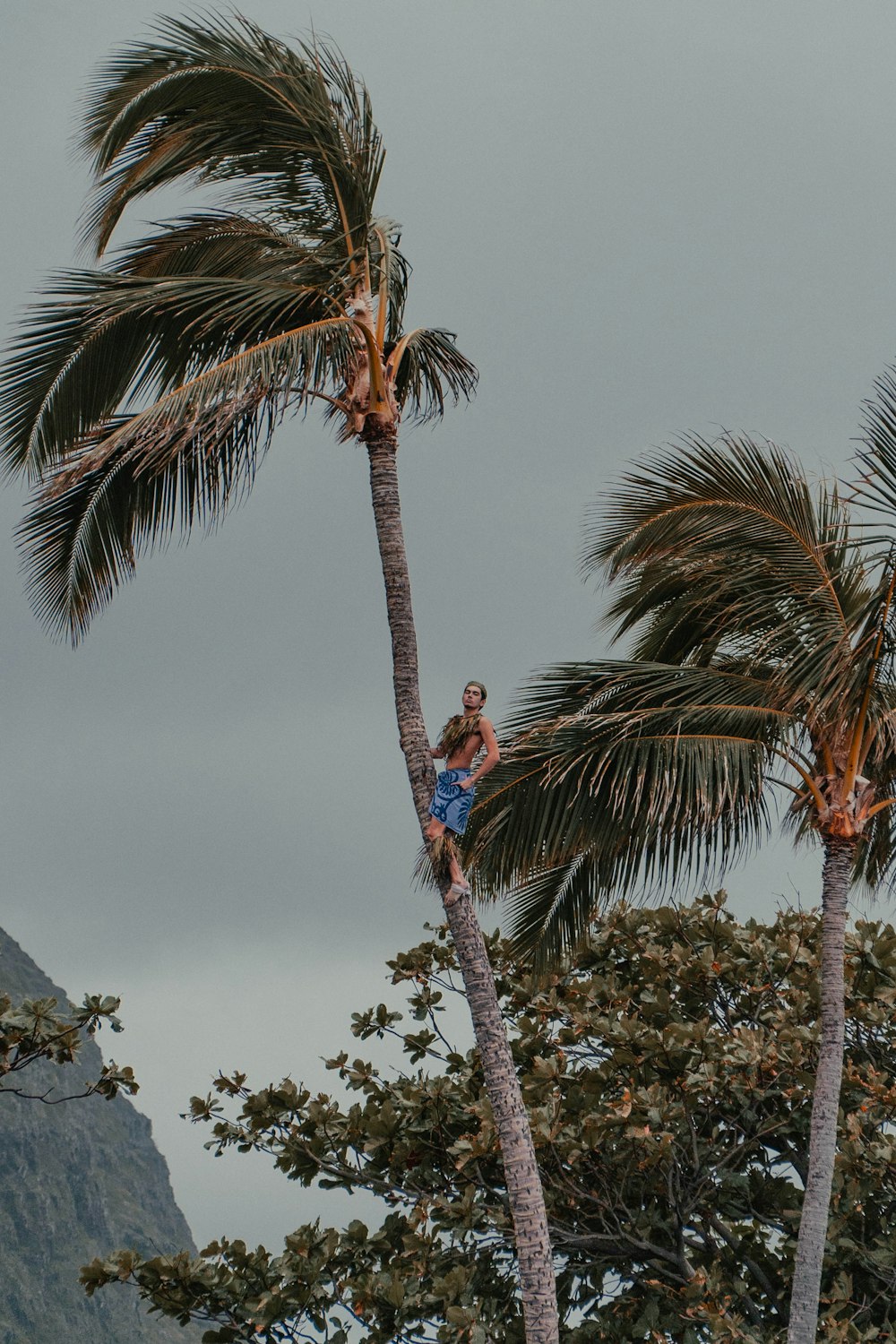 a man climbing up a palm tree on a cloudy day