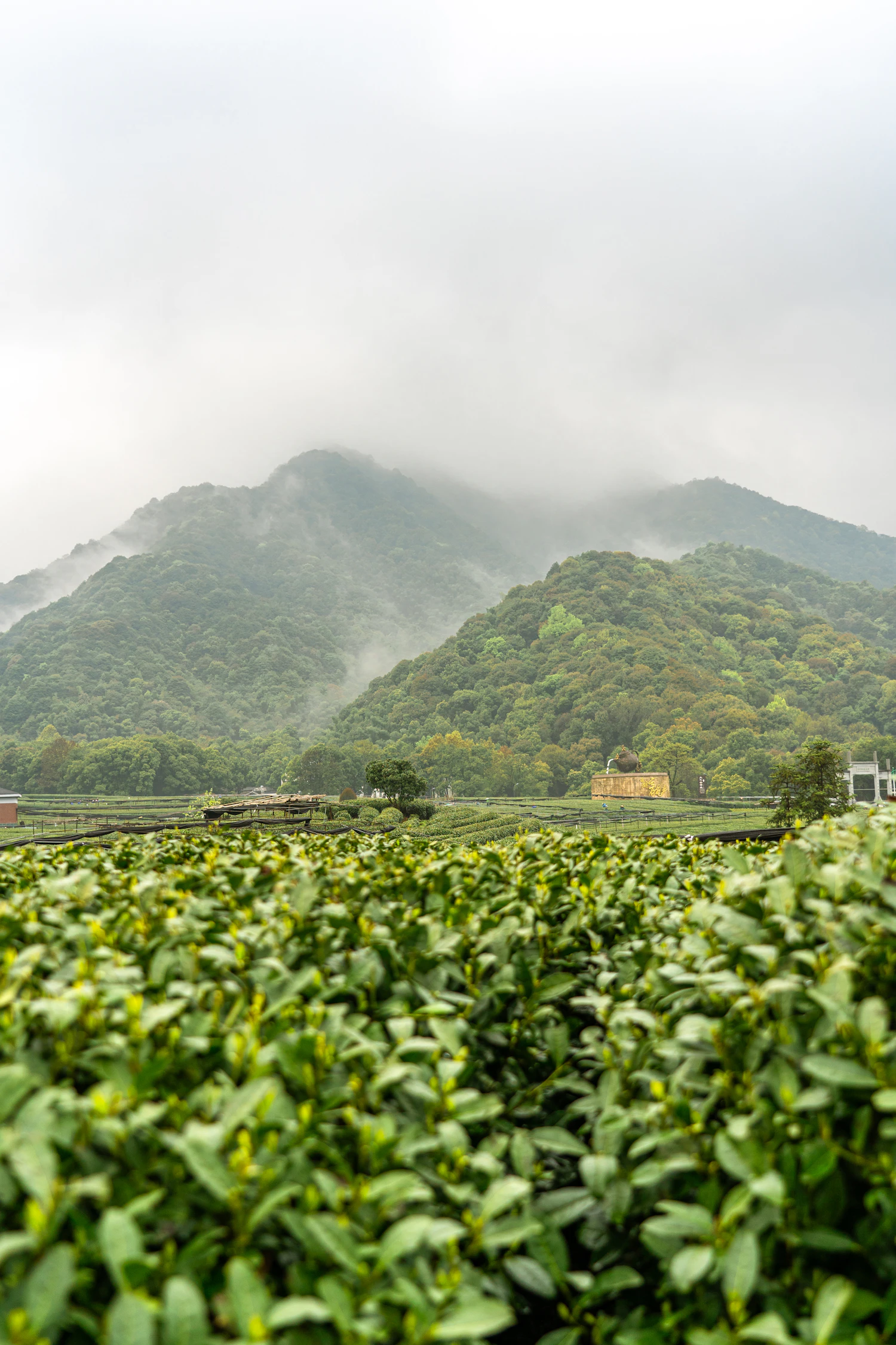 Lush tea field with mountain backdrop in a Japanese tea region