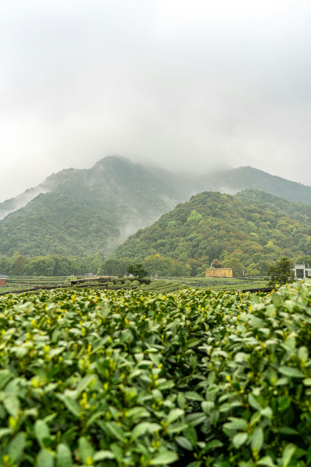 a field of green plants with a mountain in the background