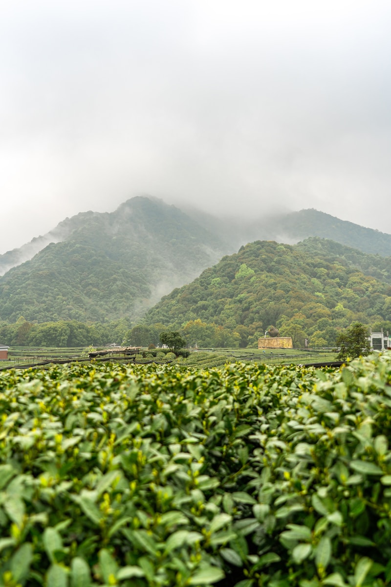 Longjing Tea Village