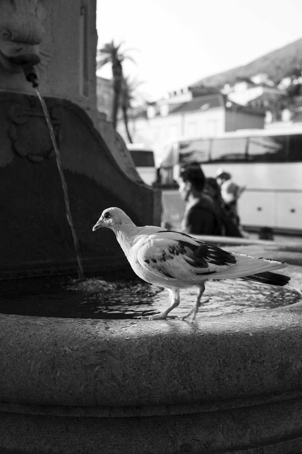 Un uccello in piedi sul bordo di una fontana