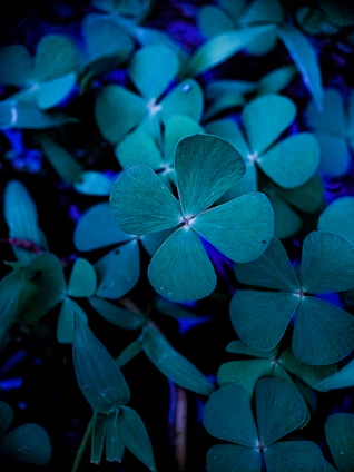 A vibrant four-leaf clover with each leaf in a different color representing bar, cuisine, artistic direction, and communication.