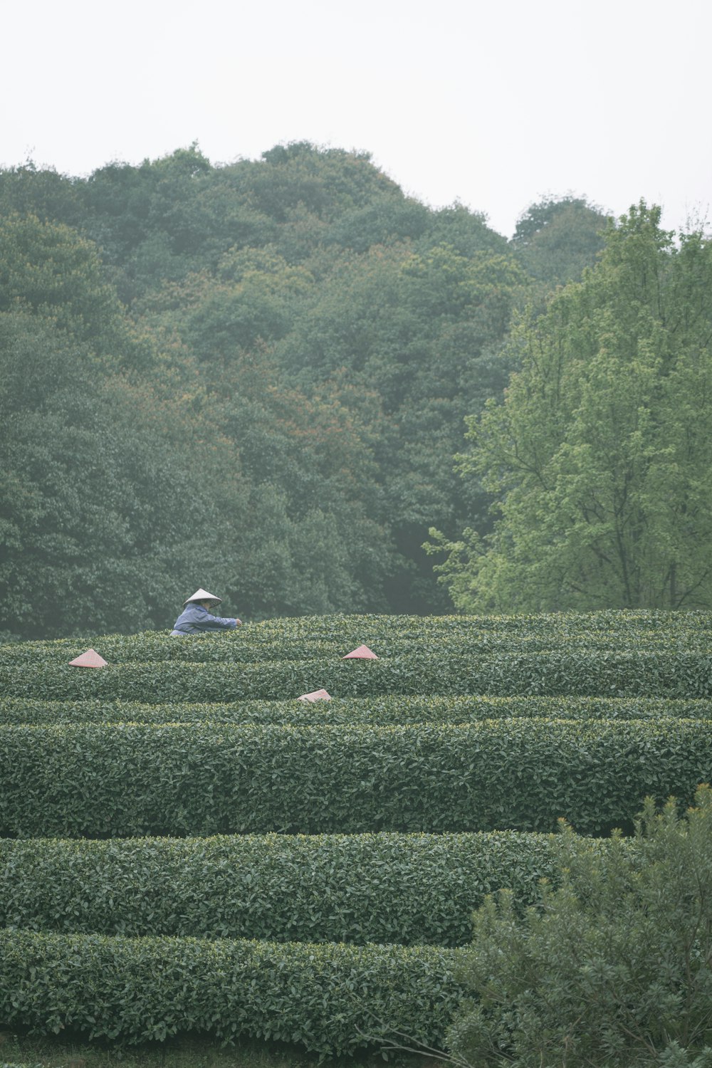 a large field of bushes with a person holding an umbrella