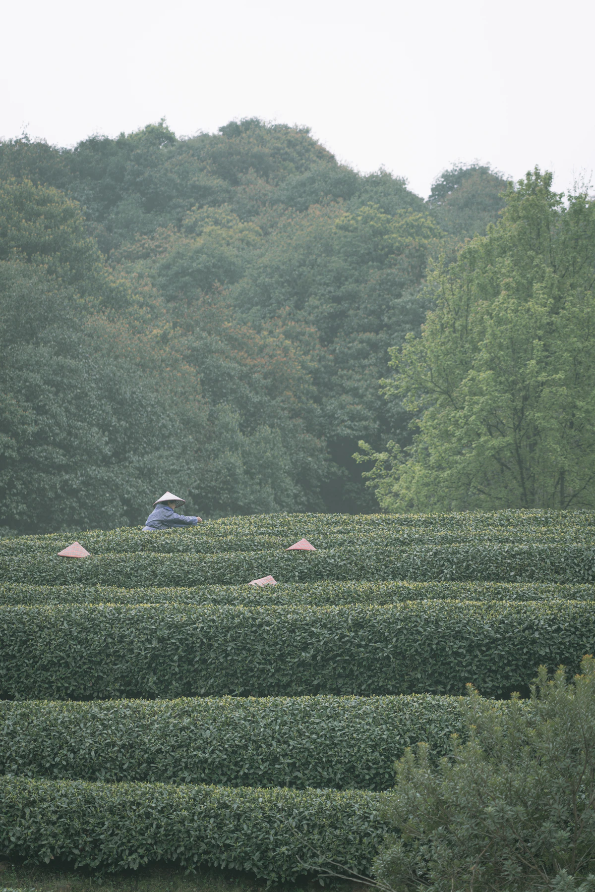 Longjing tea fields in Hangzhou