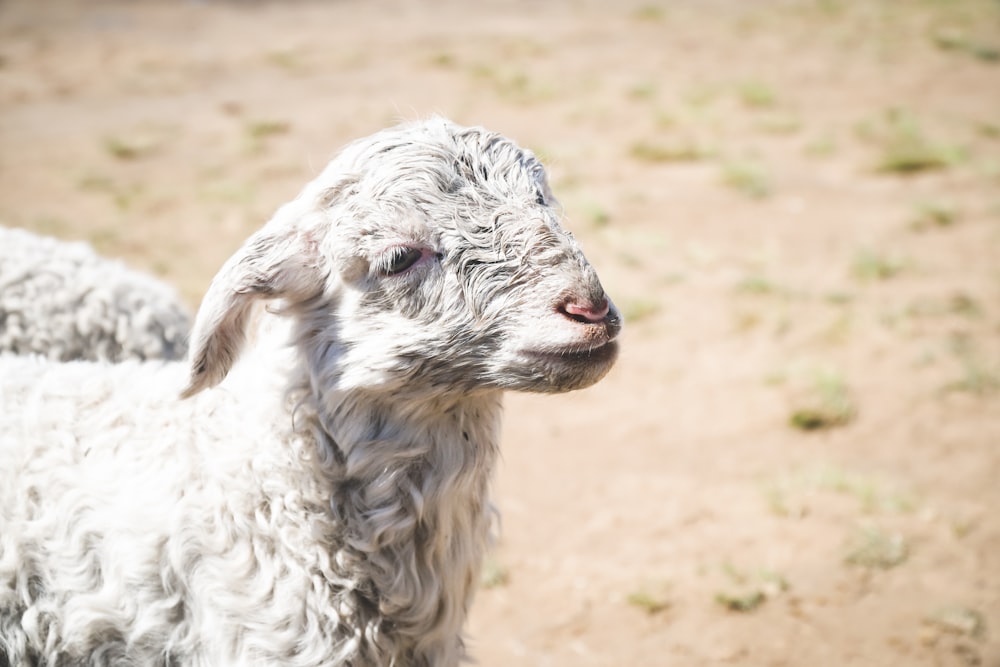 a close up of a sheep with a blurry background