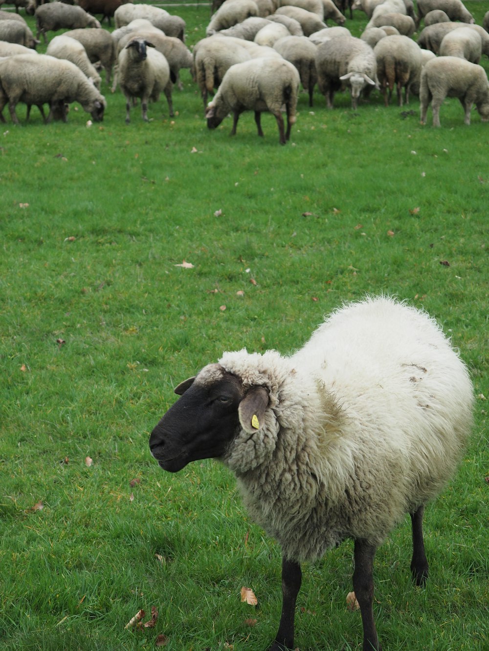 a herd of sheep standing on top of a lush green field