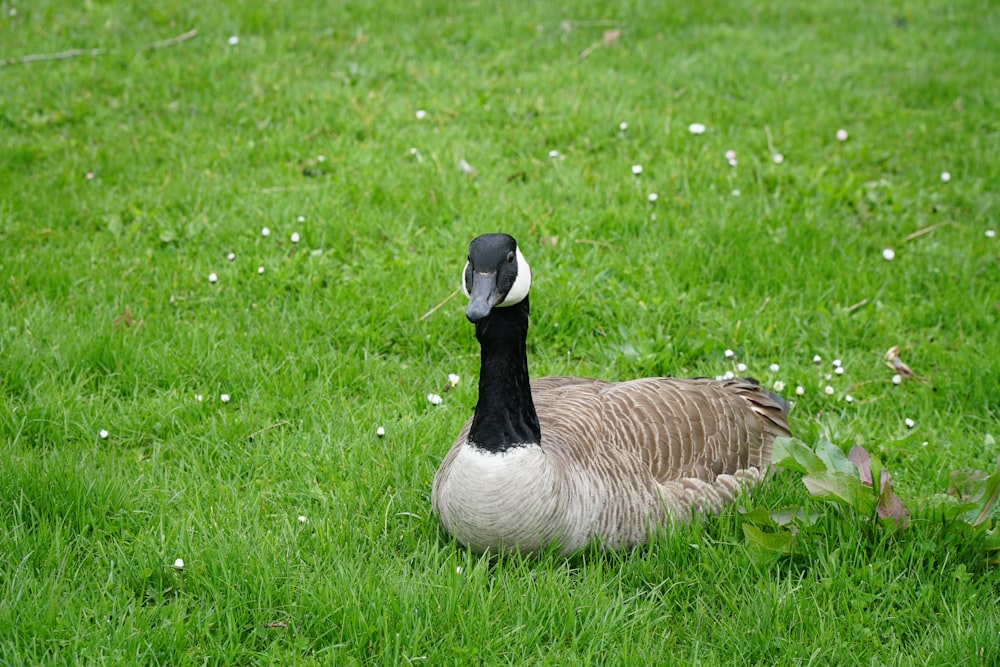 a goose sitting in the grass on a sunny day