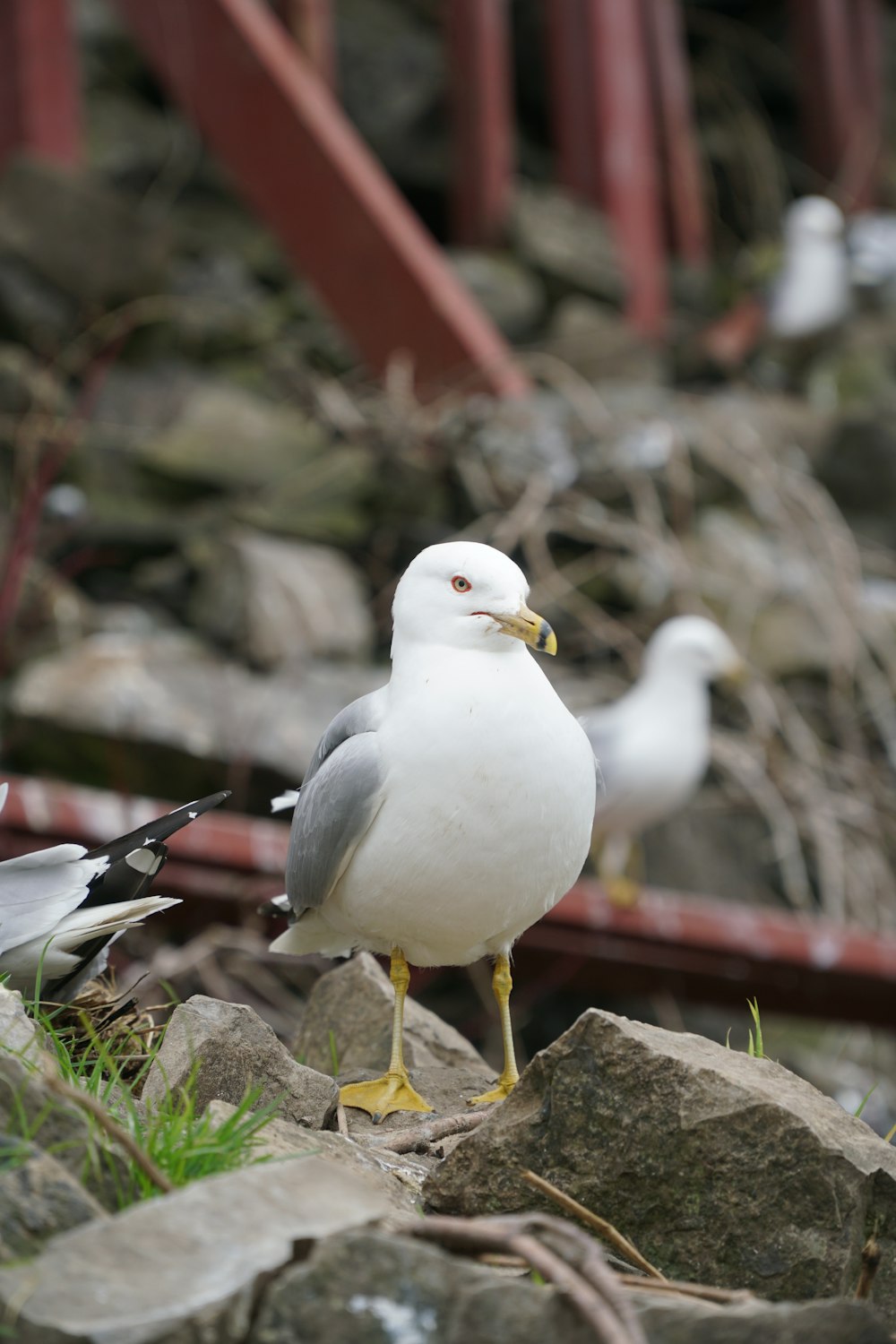 a group of seagulls standing on a rock