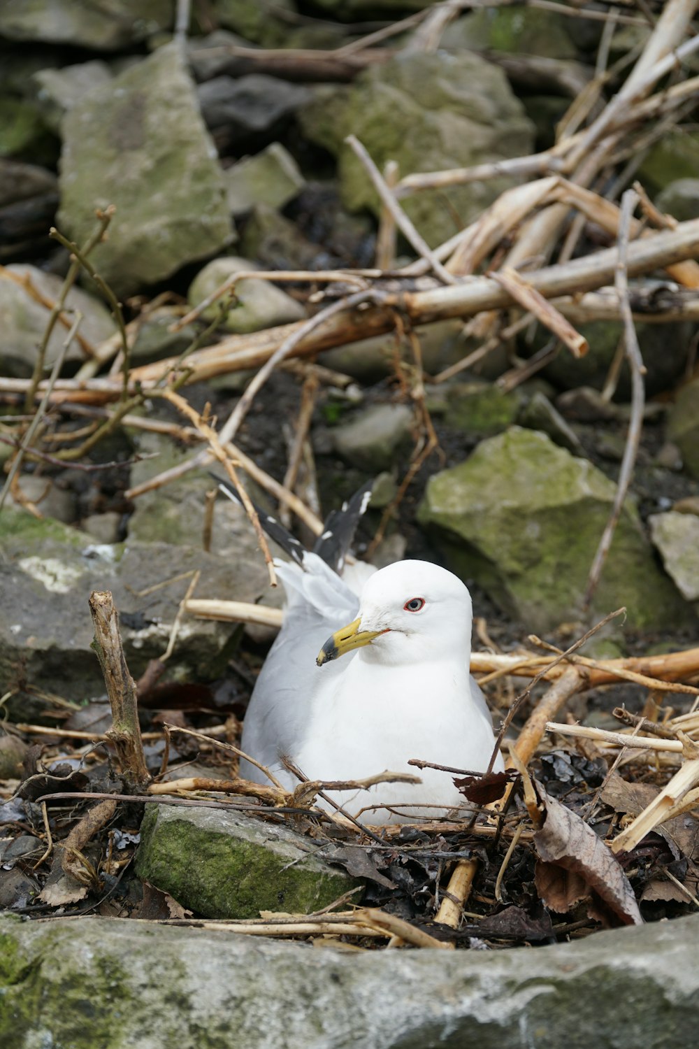 a white bird sitting on top of a pile of rocks