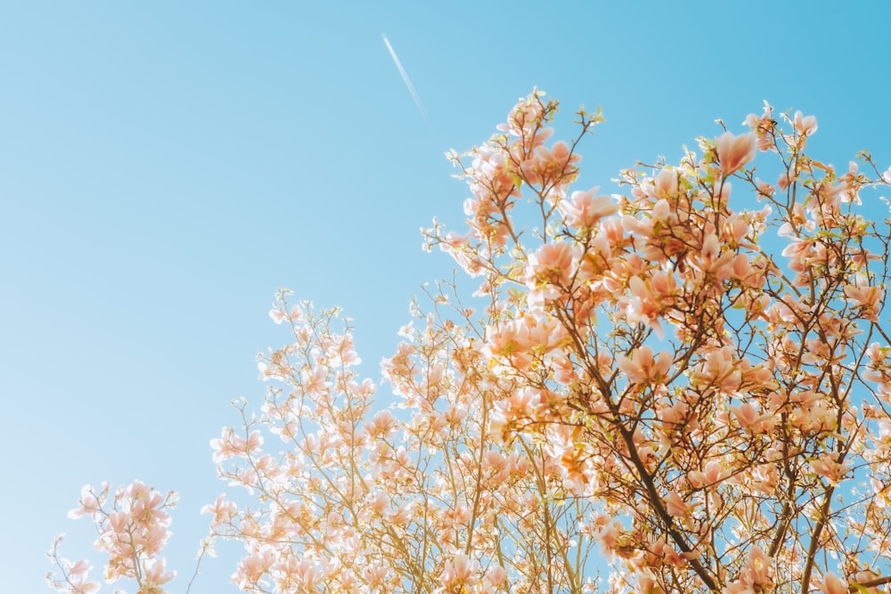 a tree with lots of white flowers on it