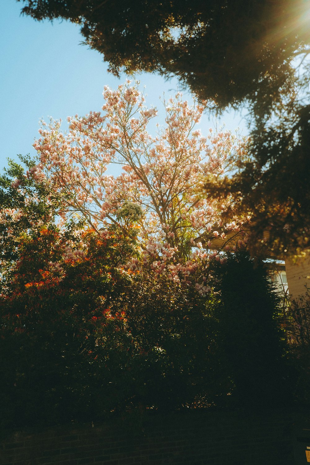 Die Sonne scheint hell durch die Blätter eines Baumes