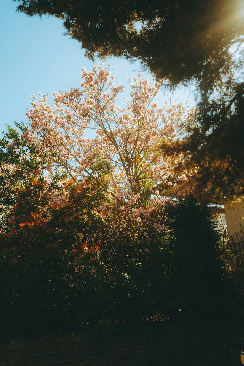 the sun shines brightly through the leaves of a tree