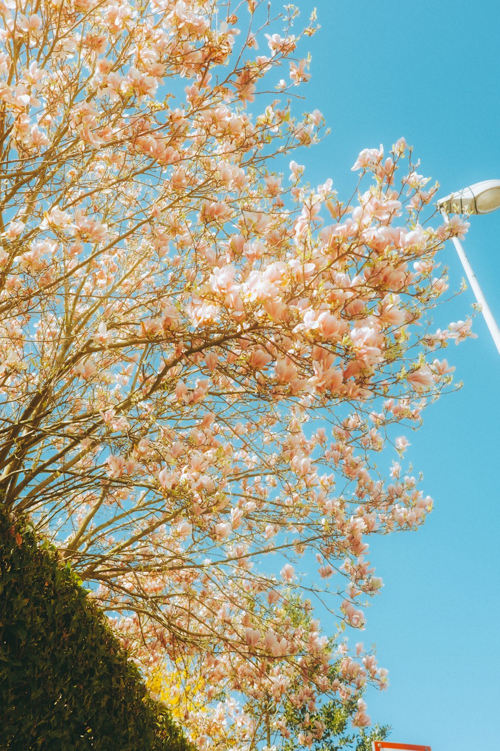 a street light and a tree with pink flowers