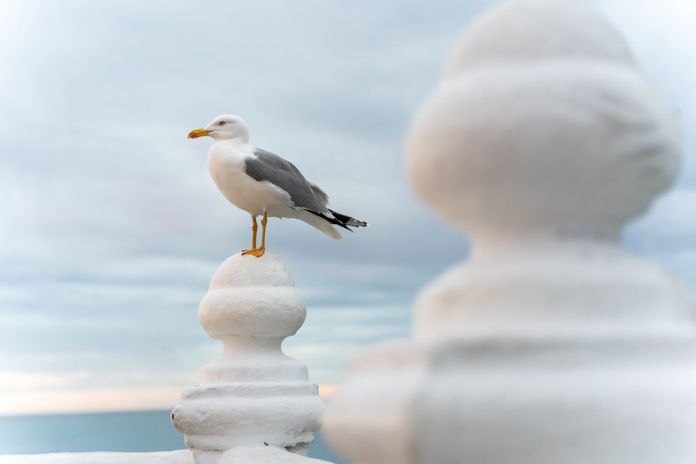 a seagull sitting on top of a white fence