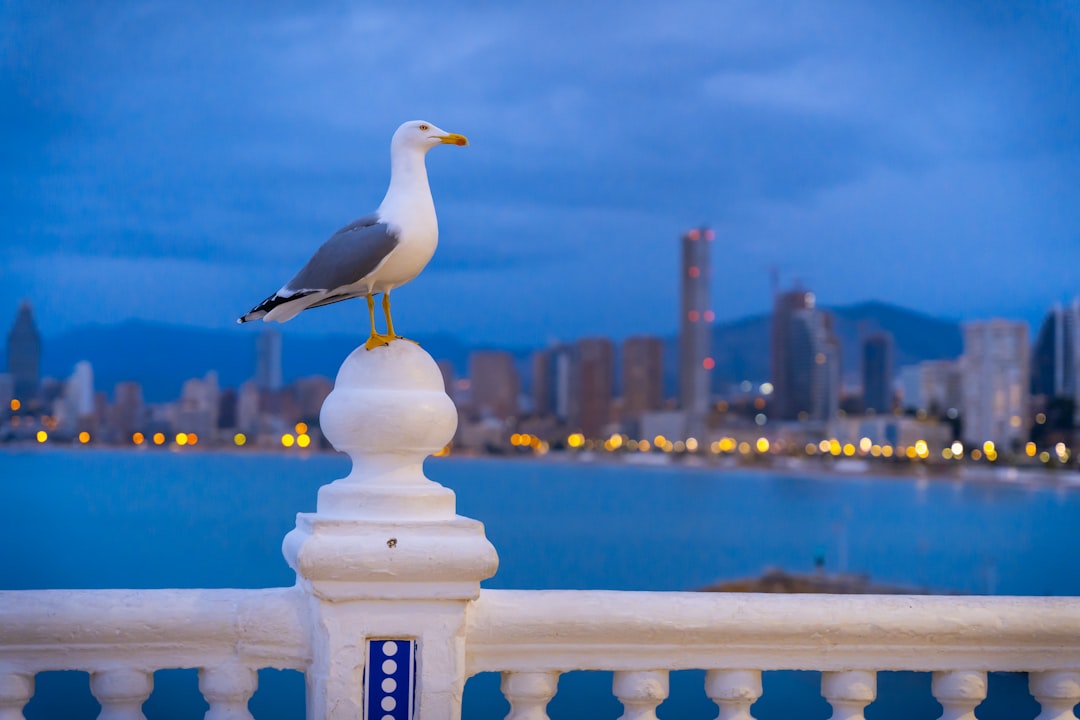 a seagull is standing on a railing overlooking a body of water