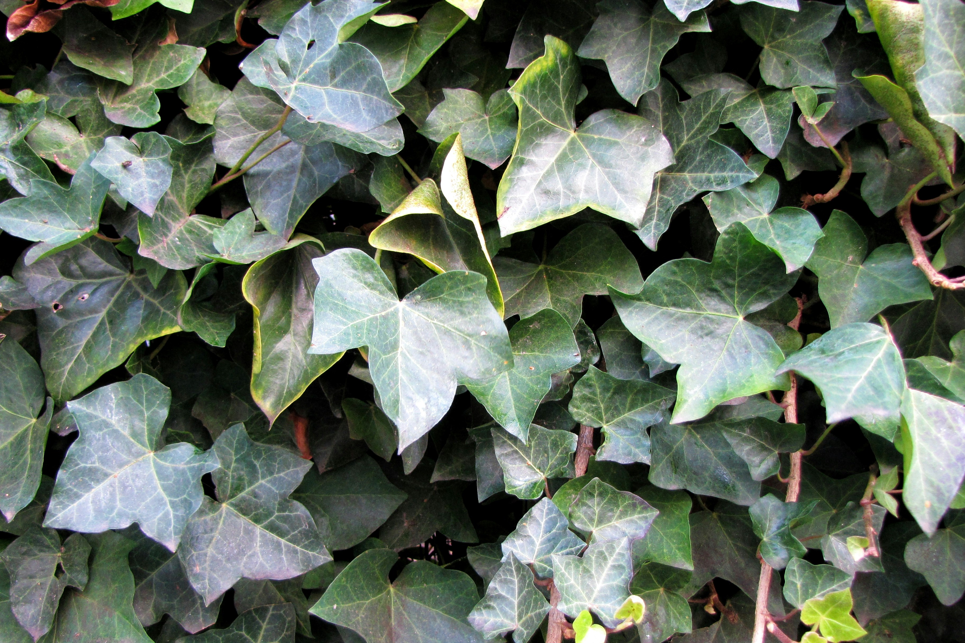 Photo by willythewizard