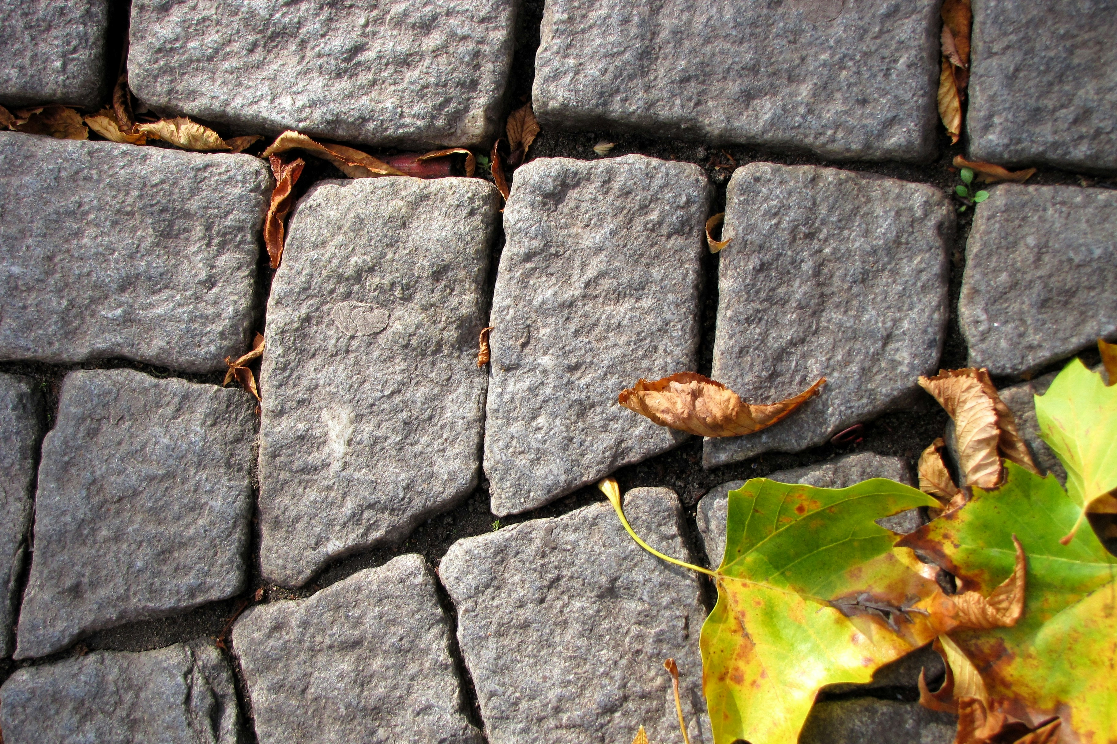 a close up of a brick walkway with leaves on the ground