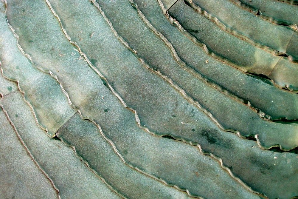 a close up view of a green plant