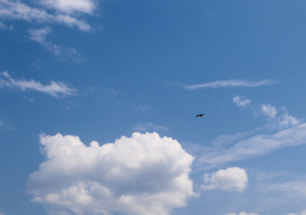 a bird flying high up in the sky