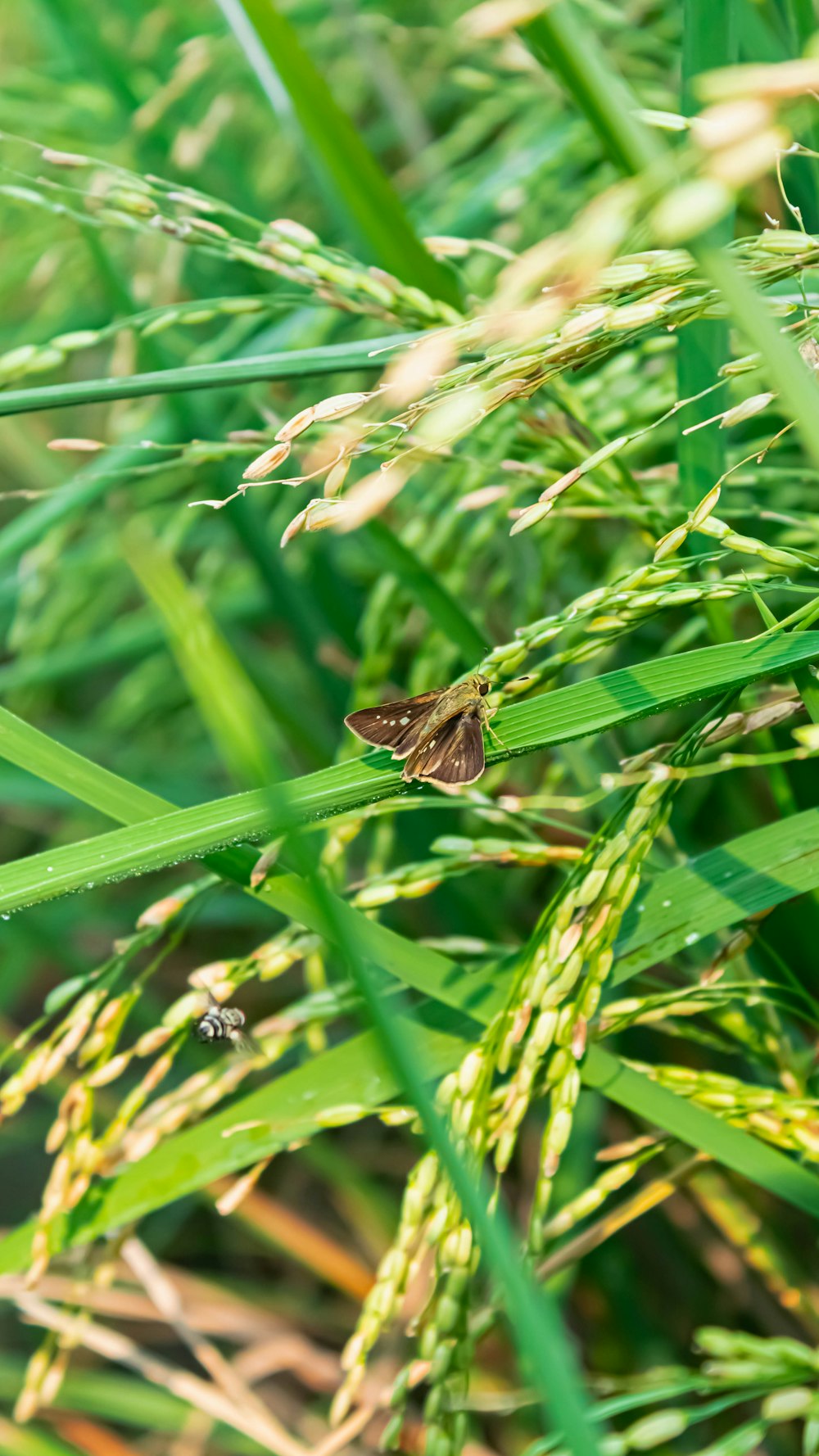 a small brown butterfly sitting on a blade of grass