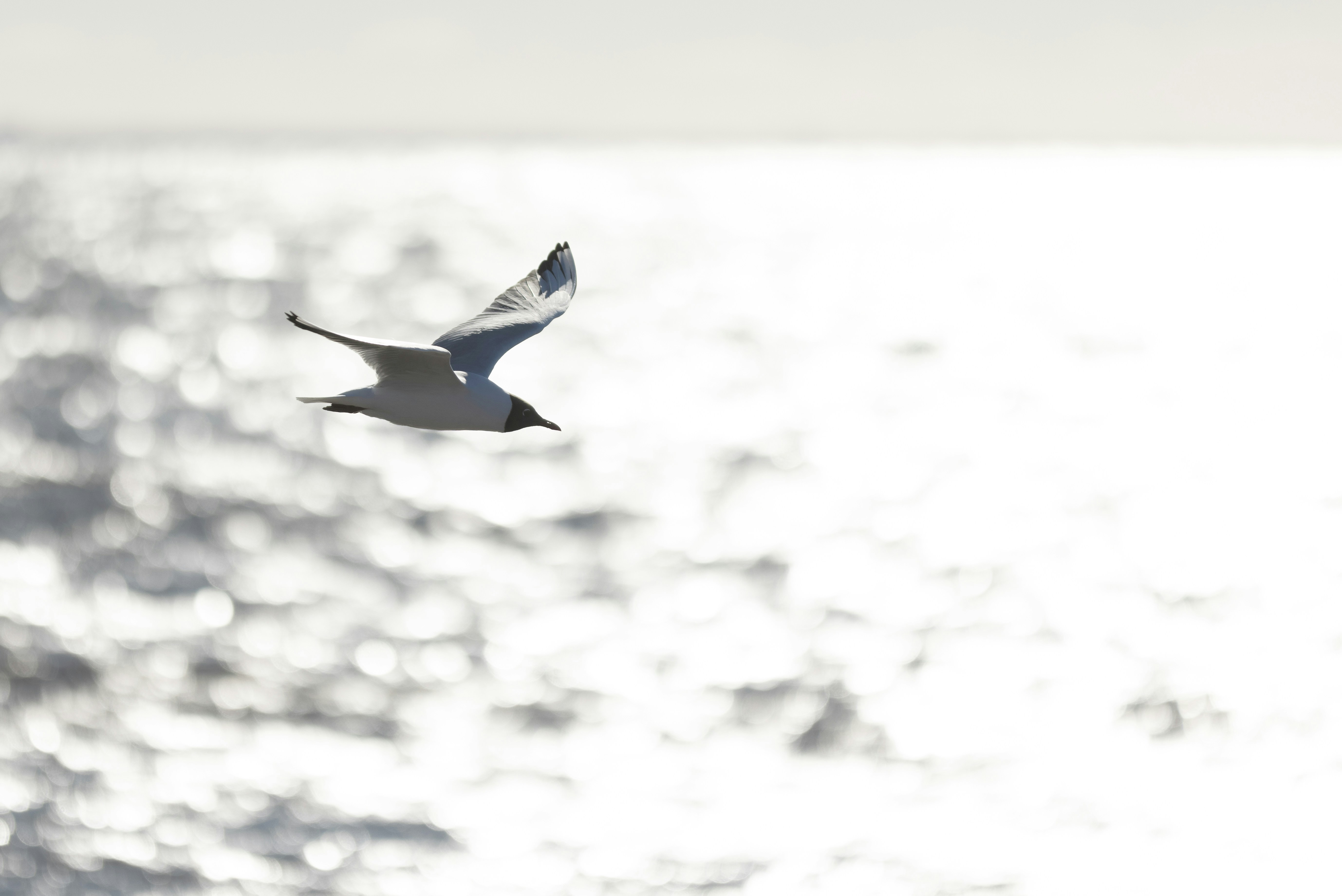 Photo by armandsbrants