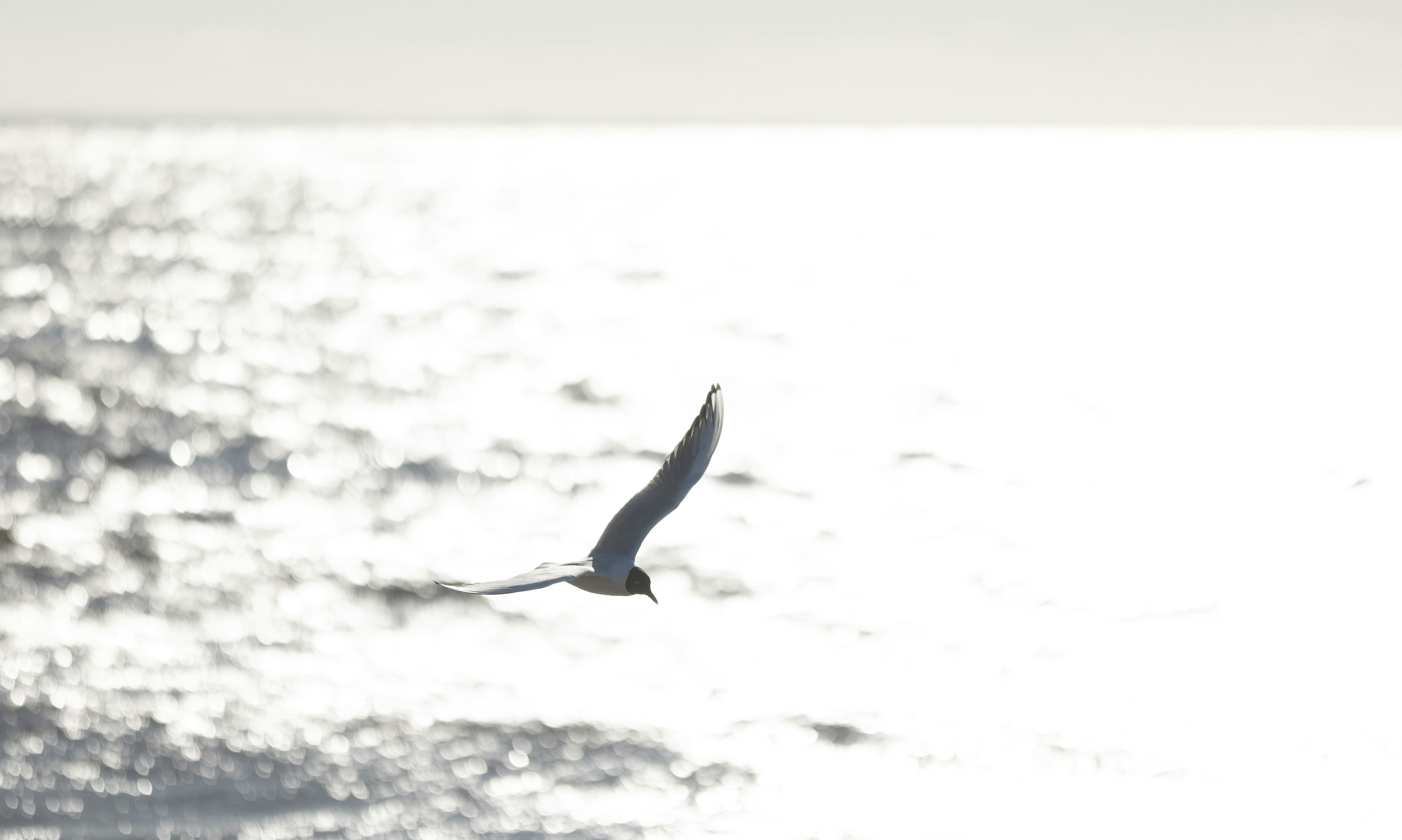 Photo by armandsbrants