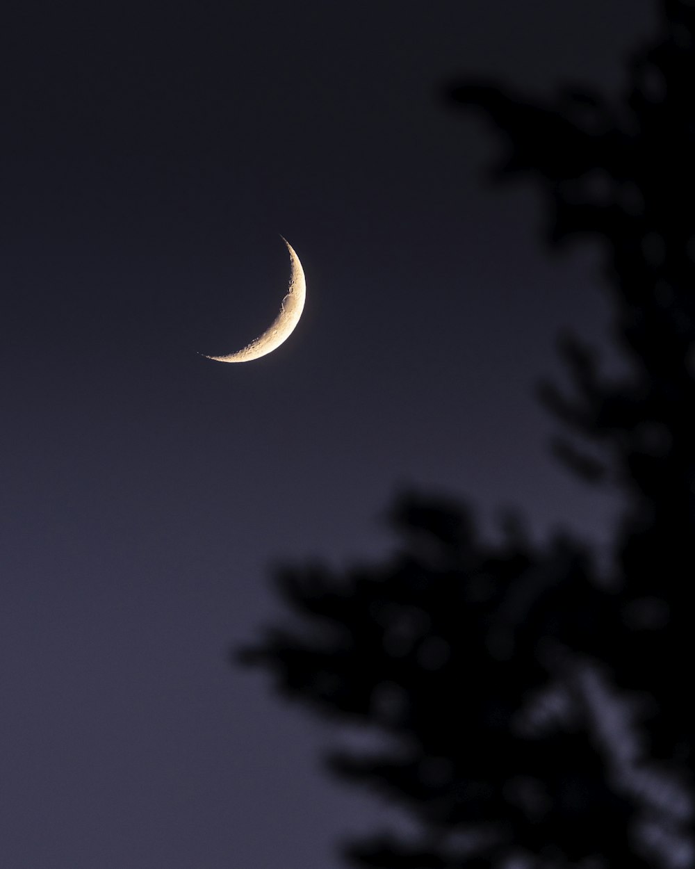 Une demi-lune est vue à travers les branches d’un arbre