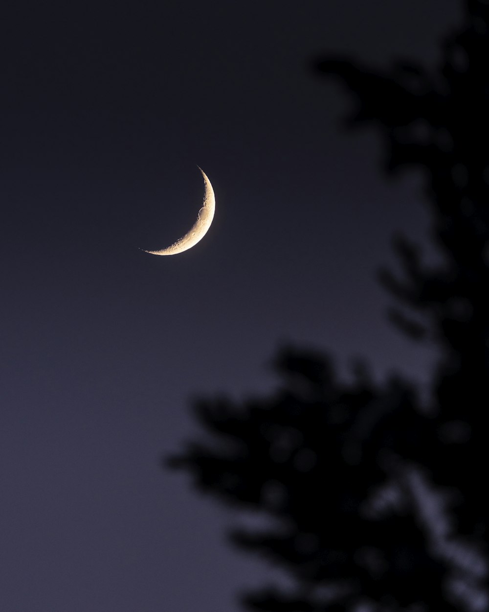 a half moon is seen through the branches of a tree