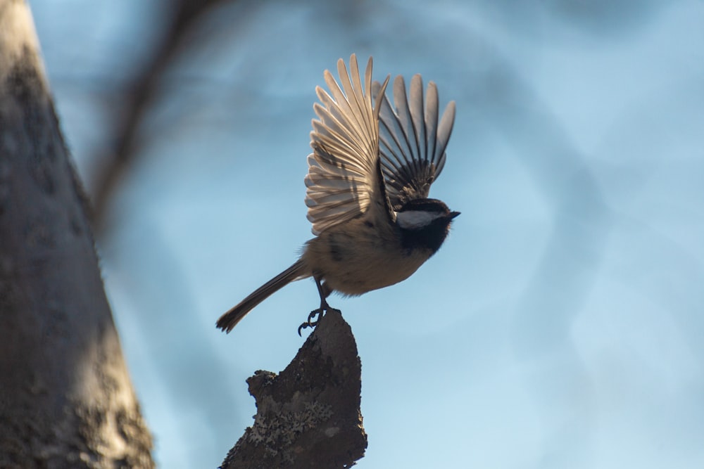 un piccolo uccello con le ali spiegate su un ramo d'albero