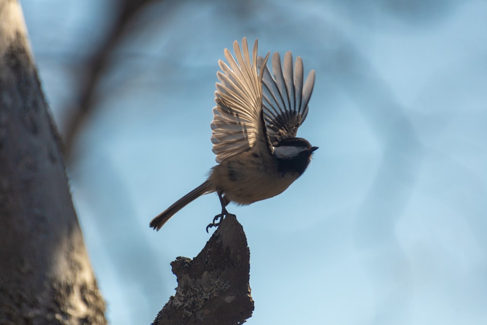 a small bird with its wings spread on a tree branch