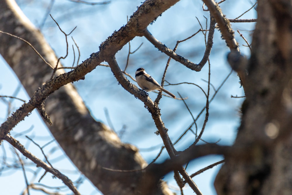 a small bird perched on top of a tree branch