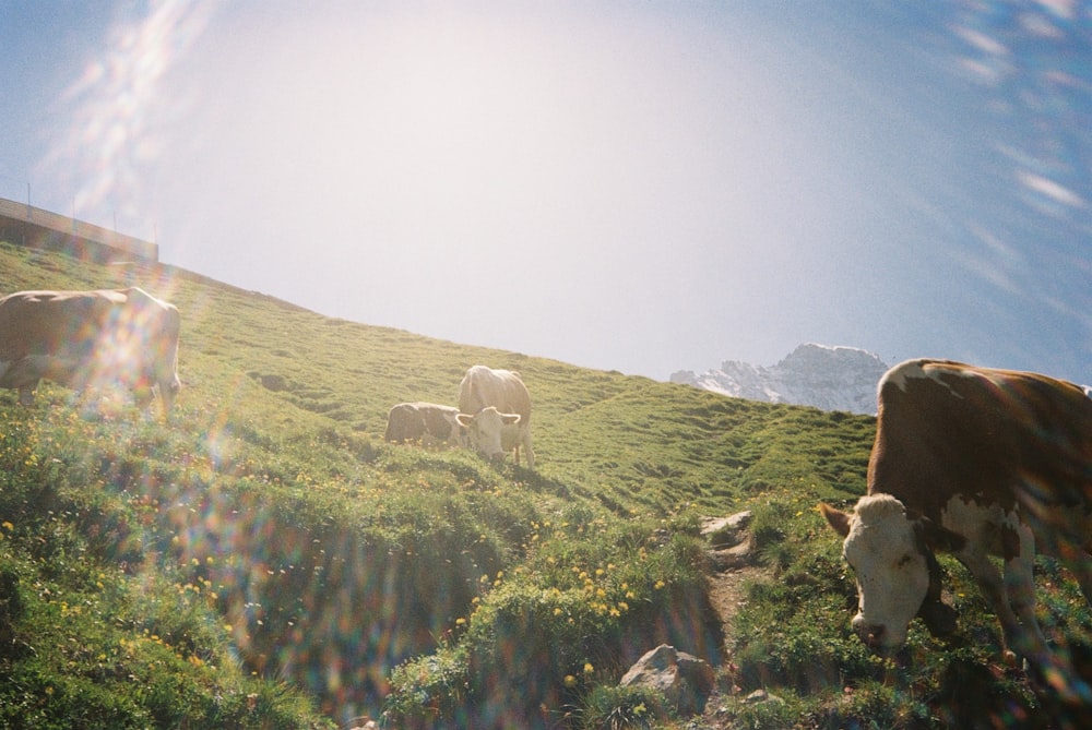 a herd of cattle grazing on a lush green hillside