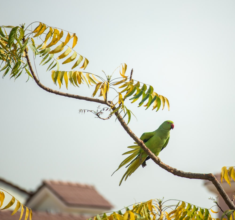 a green bird perched on top of a tree branch