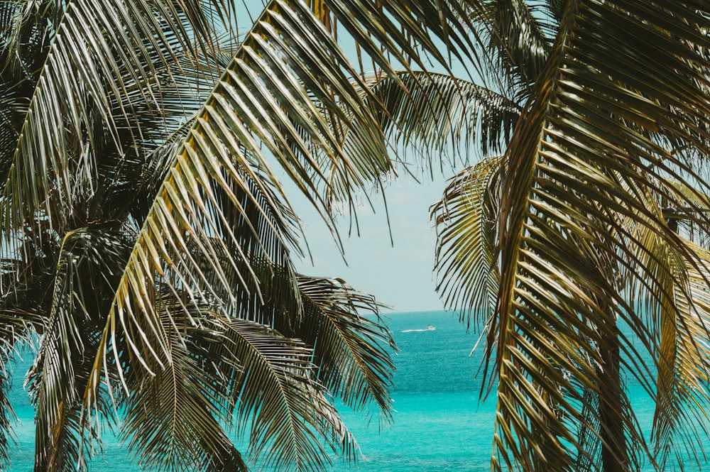 a view of the ocean through palm trees