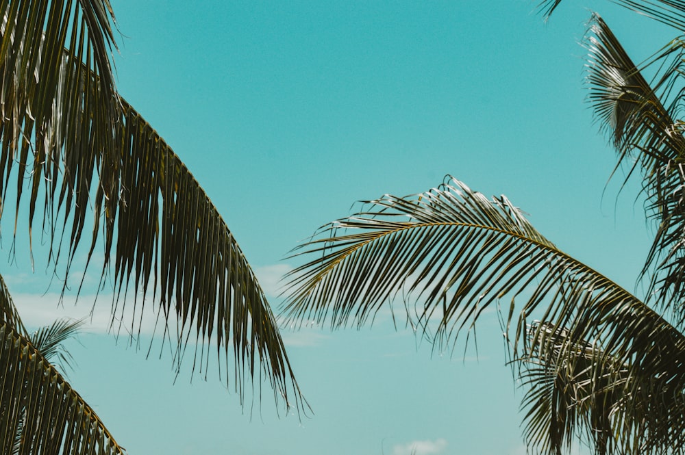 a bird sitting on top of a palm tree