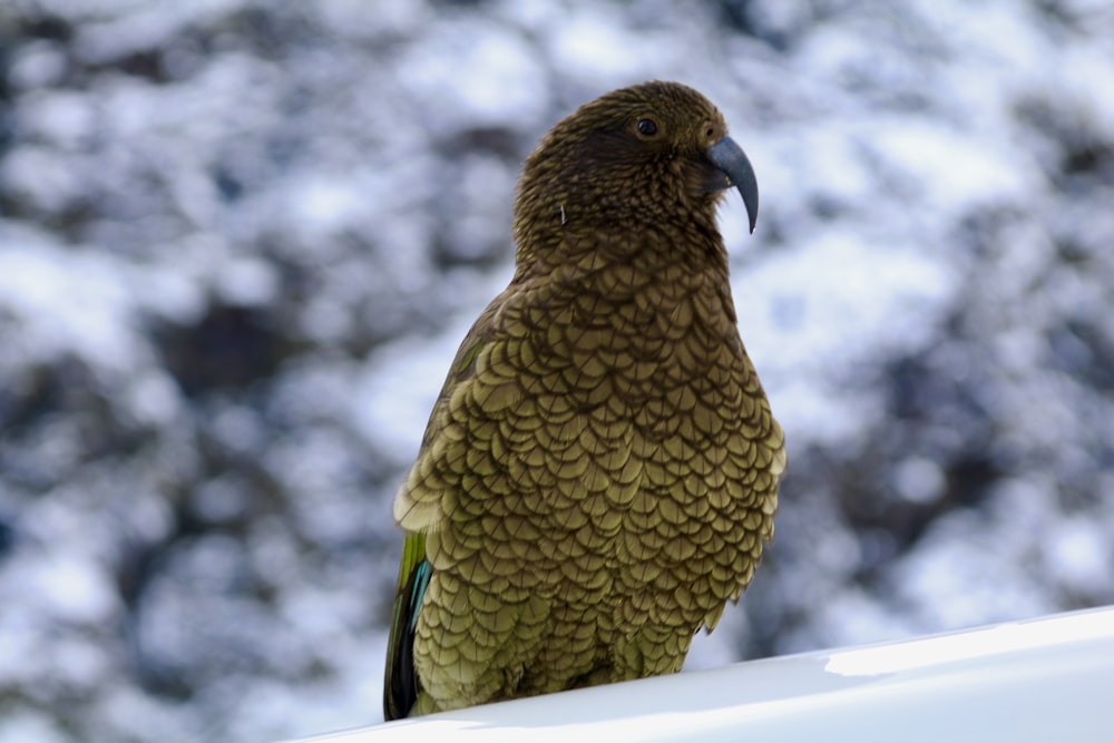 a green and yellow bird sitting on top of a roof