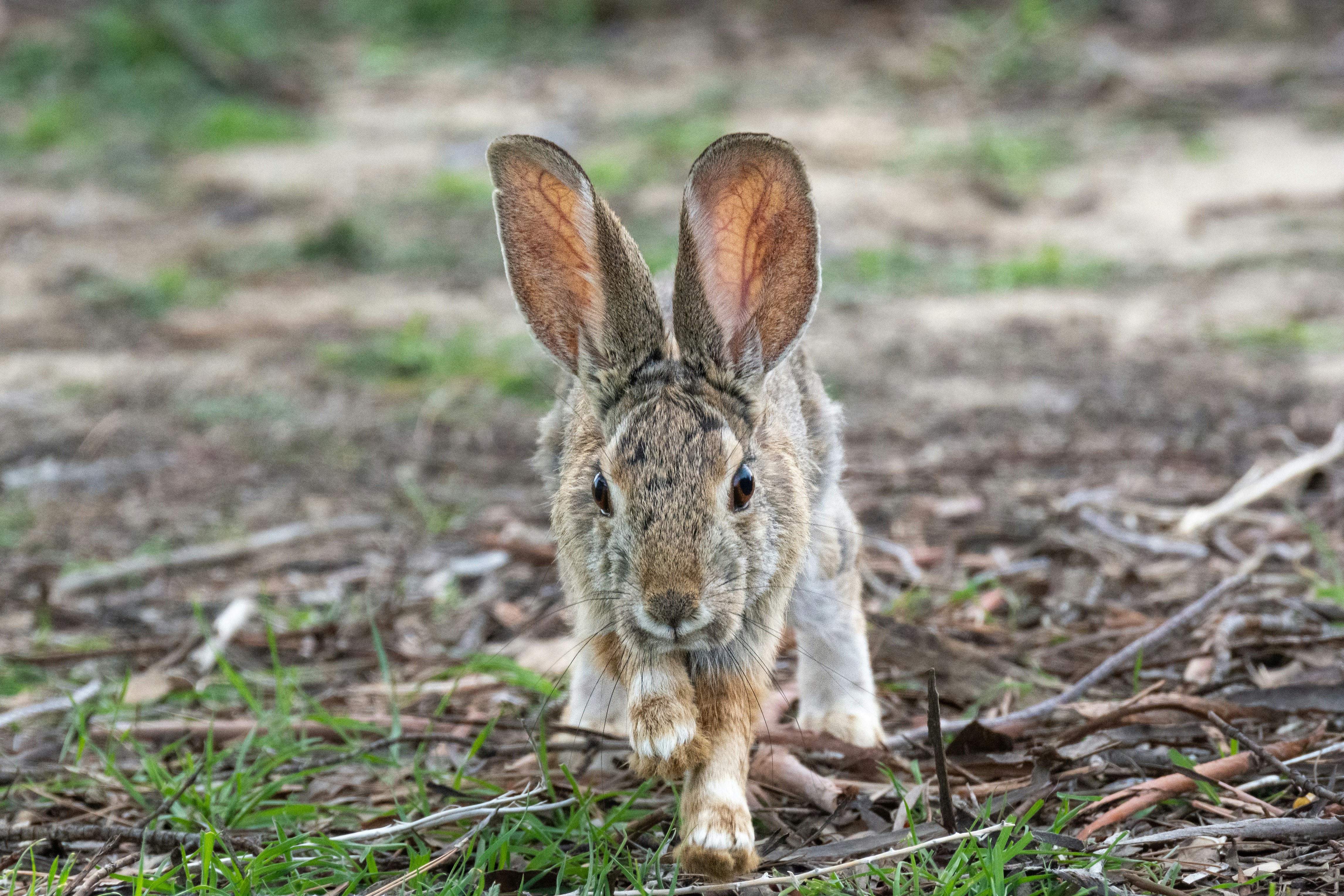 a small rabbit is walking through the grass