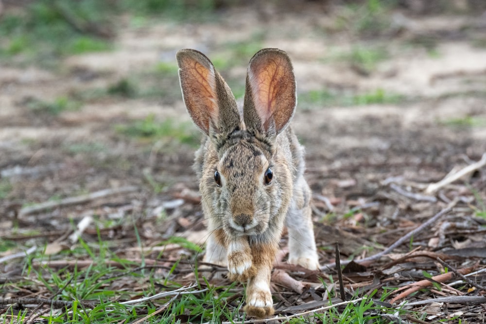 a small rabbit is walking through the grass