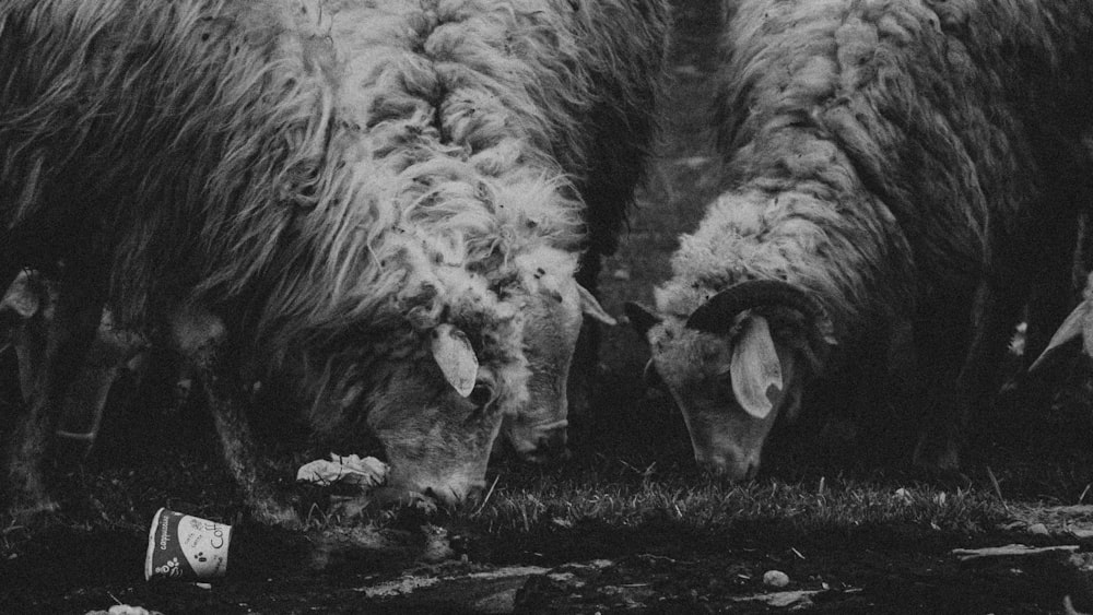 two sheep standing next to each other eating grass