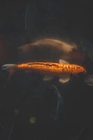 A shimmering koi fish swimming gracefully in a pond surrounded by warm earth tones and subtle cream accents.