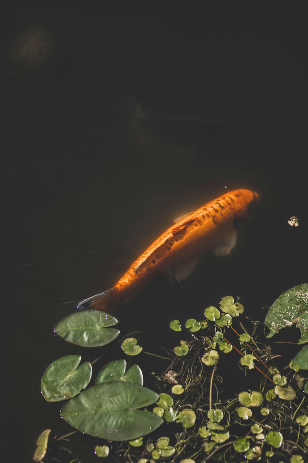 a fish is swimming in a pond with lily pads