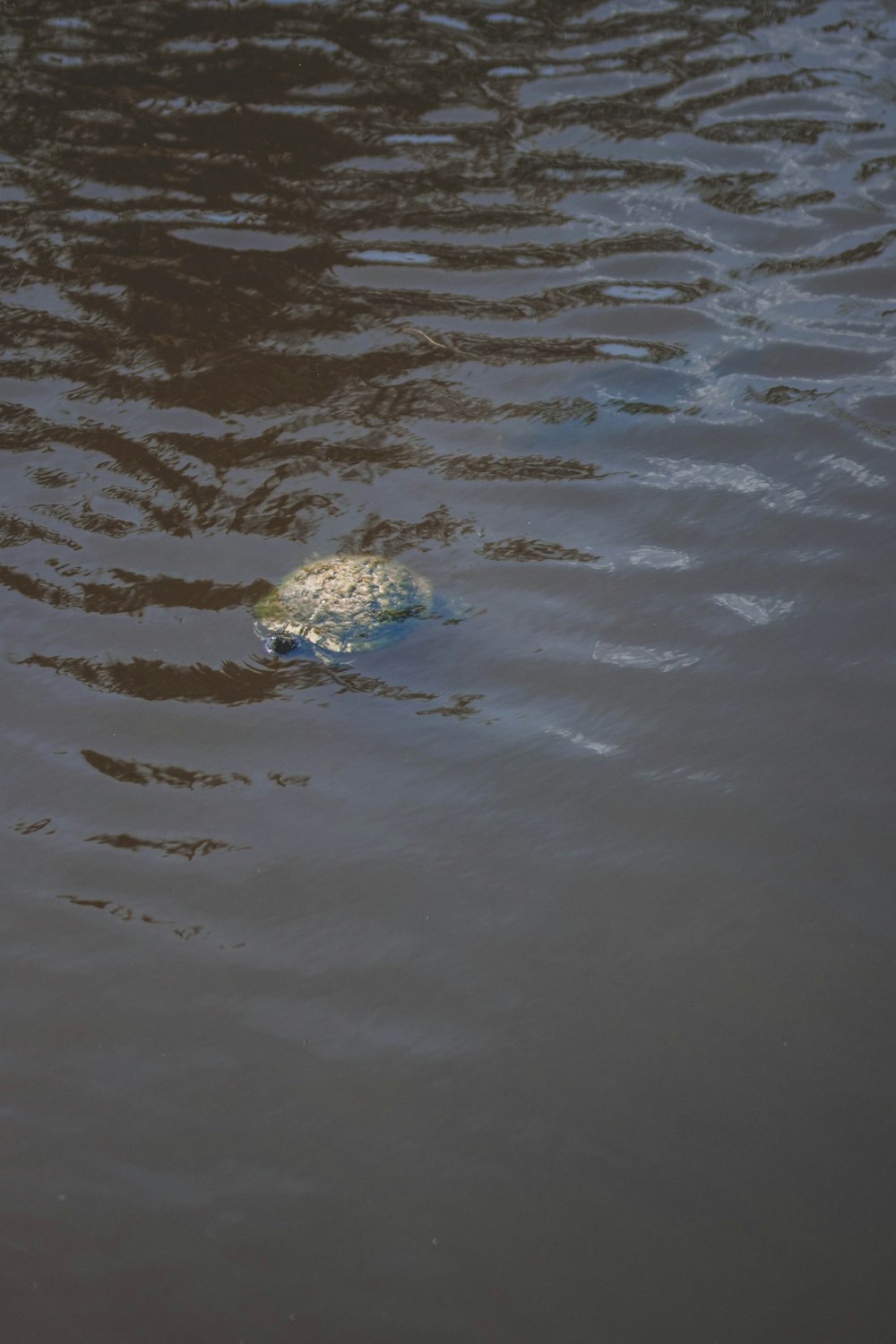 a turtle swimming in a body of water