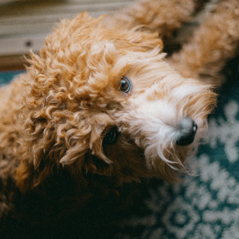 a small brown dog laying on top of a rug