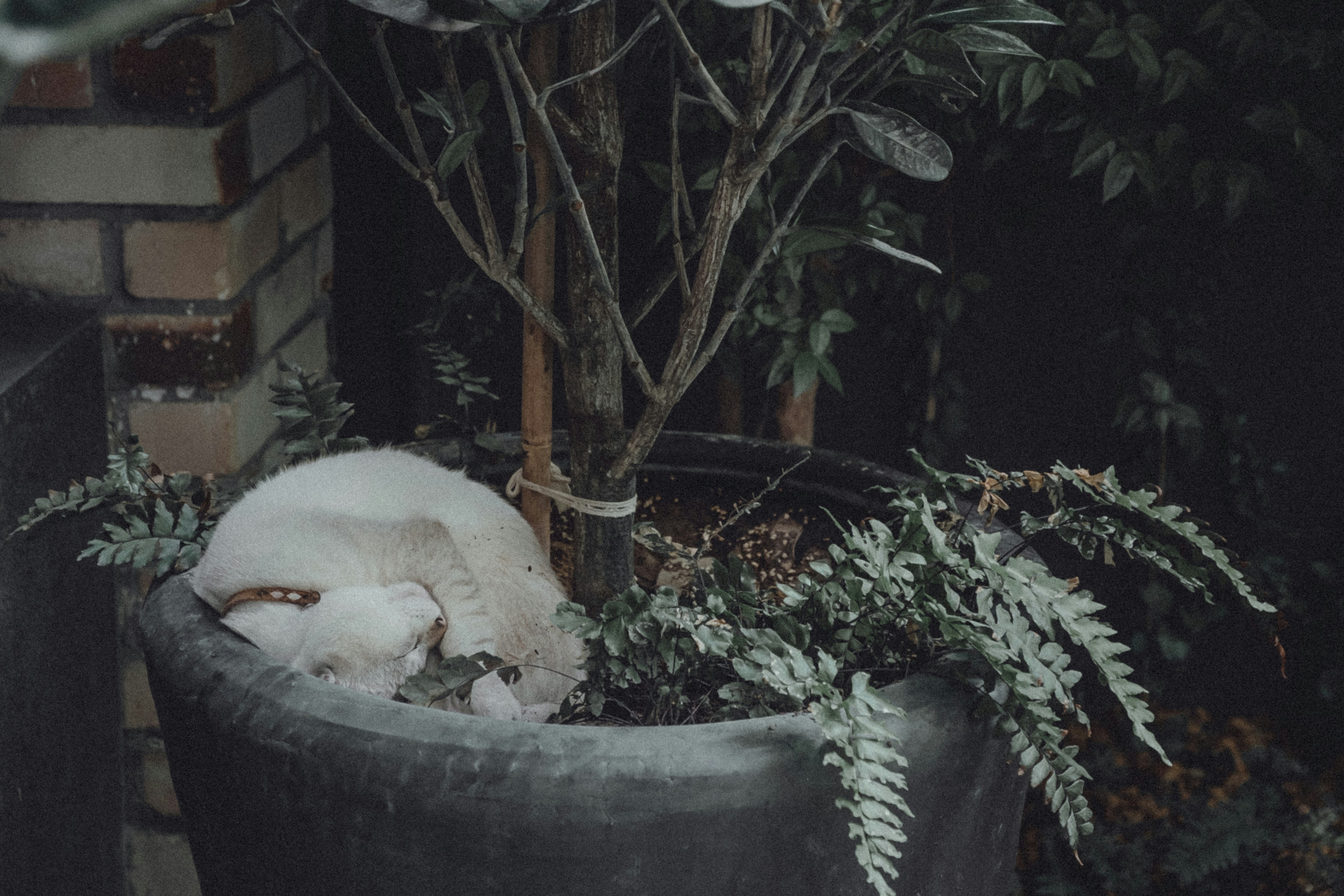 American Curl: The Cat With a Twist (image credits: unsplash)