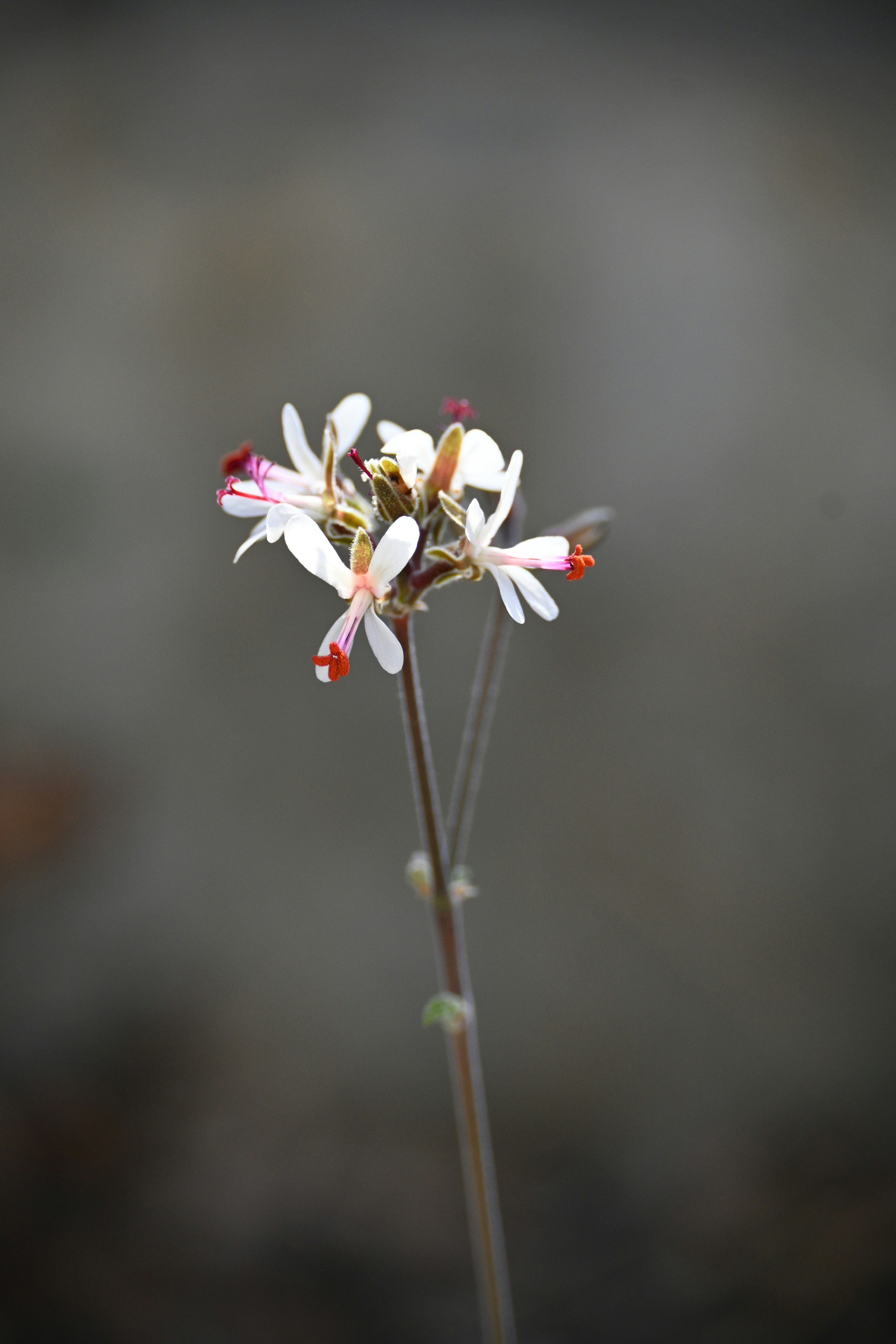 Photo by tanyapaquet