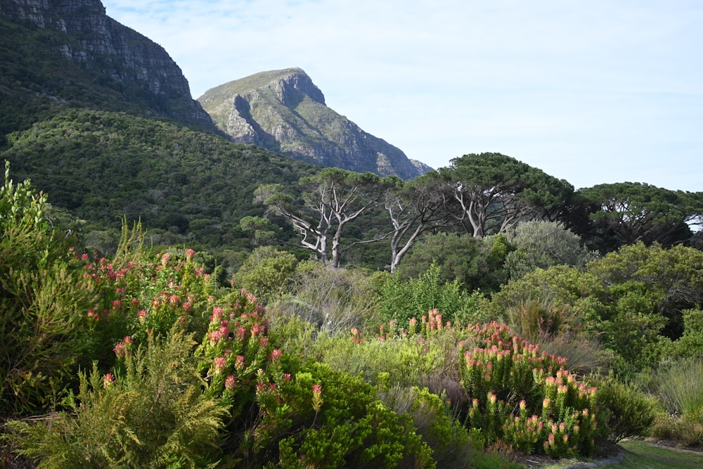 a lush green forest filled with lots of trees